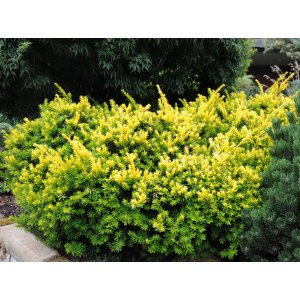 Tis japonský (Taxus cuspidata) ´NANA´ - výška: 30-50 cm, kont. C3L